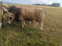 Бух, Aubrac cattle — 2 зураг