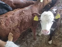 Toro, Vaca Limousin — foto 2