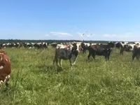 Vaca, Raza Holstein — foto 1