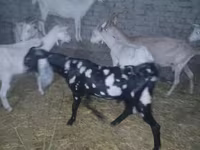 Cabro, Beetal goats — foto 6
