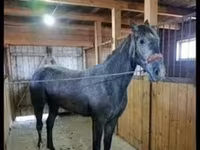 घोड़ी, Orlov Trotter — फ़ोटो 3