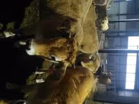 Vaca, Aubrac cattle — foto 3