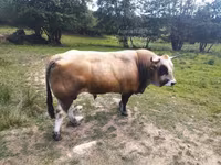 Toro, Aubrac cattle — foto 2