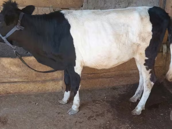 Cow, Cattle