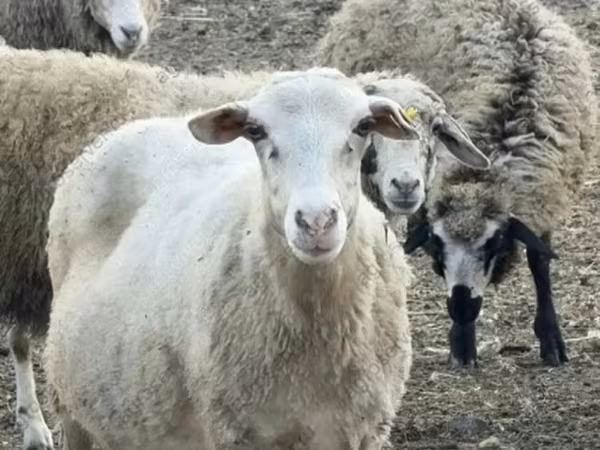 نعجة, Katum sheep