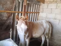 Адуу, French Trotter — 1 зураг