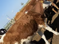 Cow, White-headed Ukrainian — photo 2