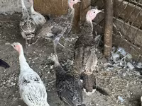 Turkeys — الصورة 5
