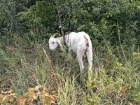 Cabro, Nubian Goat — foto 2