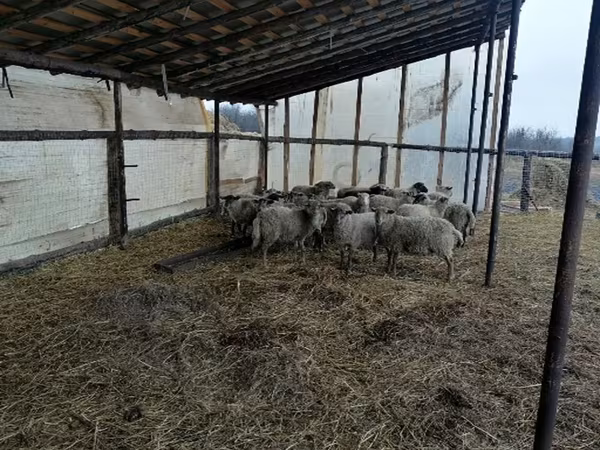 Хуц, Romanov sheep — Орос