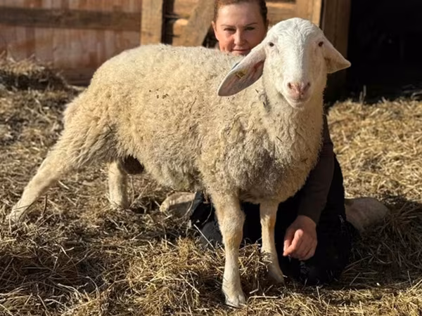 كبش, Assaf sheep — روسيا