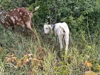 Cabro, Nubian Goat — foto 1