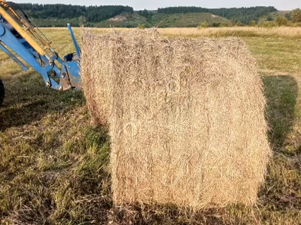 Сено луговое разнотравье