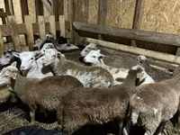 كبش, Edilbay sheep — الصورة 8