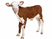 Premixuri pentru animale şi păsări / Премиксы для птиц и животных — фото 5
