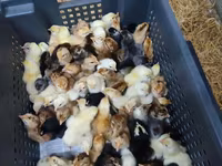 Chickens — Foto 3