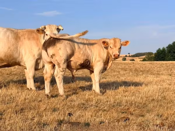 Бух, Charolais cattle