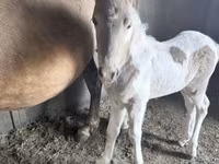 فرس, Pinto horses — الصورة 4