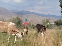 Үнээ, Red Estonian cattle — 4 зураг