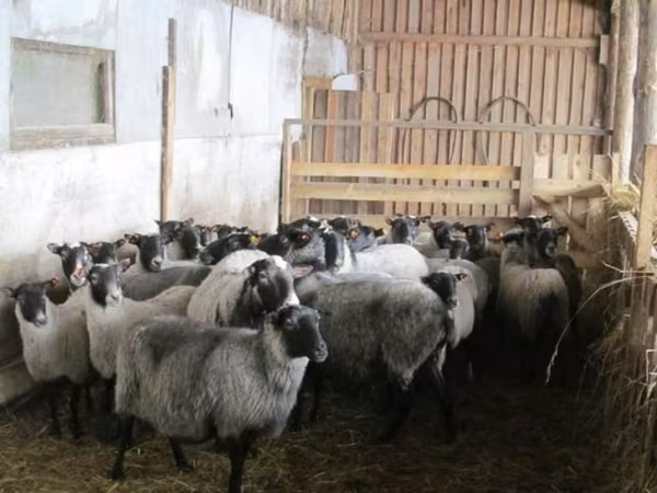 نعجة, Romanov sheep
