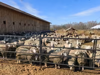 Хуц, Kuibyshev sheep — 3 зураг