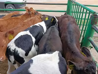 Vaca, Vaca Limousin — foto 6
