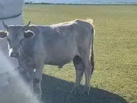 Toro, Ganado vacuno — foto 6