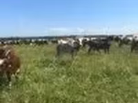 Vaca, Raza Holstein — foto 4