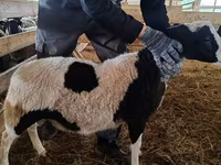 Carnero, Baerchuke sheep — foto 3