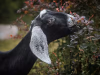 Cabra, Nubian Goat — foto 8