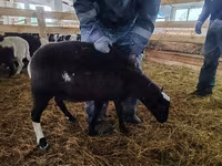 Carnero, Baerchuke sheep — foto 2