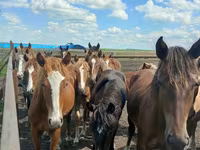 فرس, Horse breed — الصورة 8