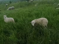 Хуц, Kuibyshev sheep — 5 зураг