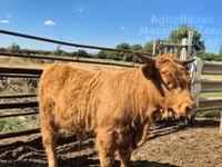 Бух, Highland — 4 зураг