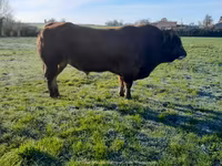 Бух, Partenaise cattle — 6 зураг