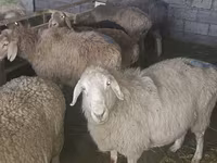 Oveja, Tian-Shan semifinewool sheep — foto 3