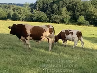 Бух, Мэн-анжу — 7 зураг