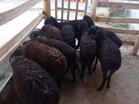 نعجة, Tajik sheep — الصورة 1