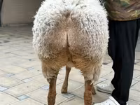نعجة, Awassi sheep — الصورة 6