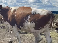 गाय, गोलस्टीन नस्ल — फ़ोटो 8