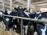 गाय, गोलस्टीन नस्ल — फ़ोटो 6
