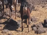 公山羊, Goats — 照片 2