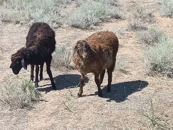 كبش, Edilbay sheep
