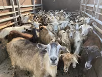 Sheep, Sheep — photo 4