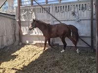 घोड़ा, Arabian horse — फ़ोटो 4