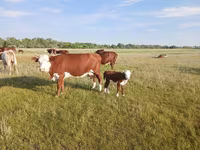 Vaca, Latvian Blue cattle — foto 1