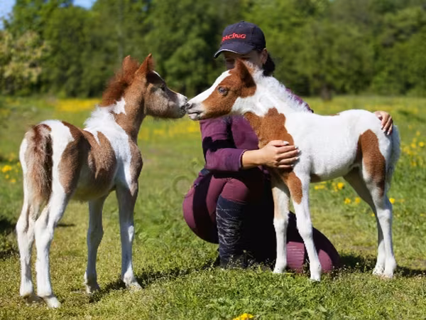Horse (M), American shetland pony