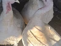 Turkeys — الصورة 3