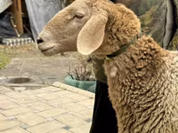 نعجة, Arashan sheep — الصورة 2