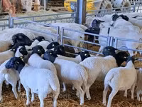 كبش, Dorper sheep — الصورة 2